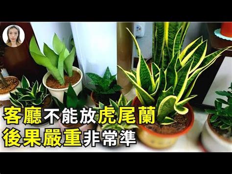 短葉虎尾蘭風水|虎尾蘭風水：詳細解析及應用指南 – 植物盆栽綠寶典